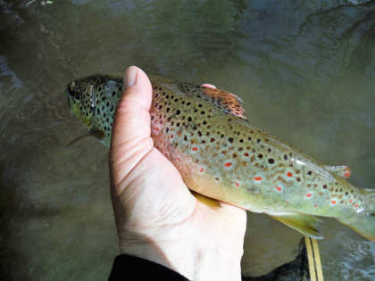 Monnow trout