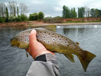 17 inch trout taken on small black spider