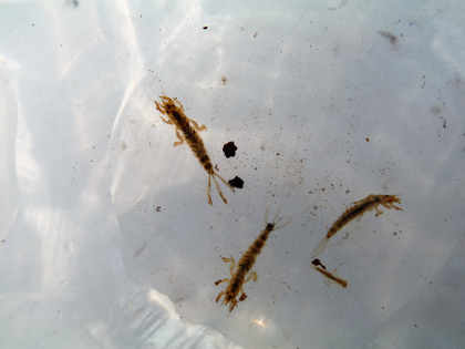 Mayfly nymphs