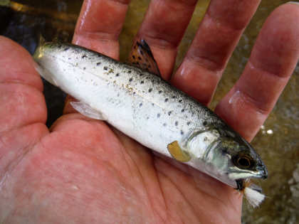 Bideford smolt