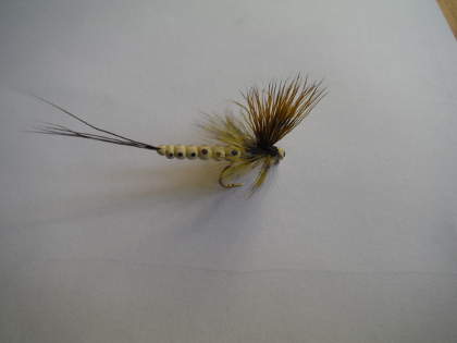 Mohican mayfly