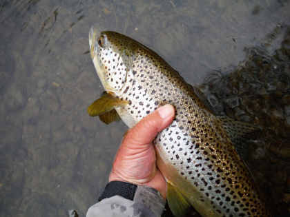21 inch wye trout