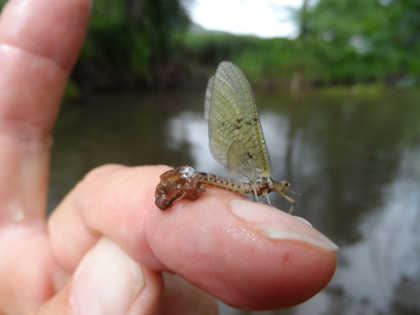 Crippled mayfly