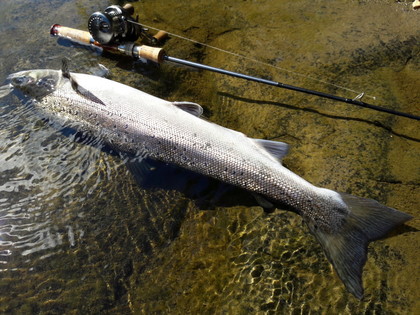 Yoshinori Ishii's fresh 4lb grilse from the Llangoed and Lower Llangstephan beat