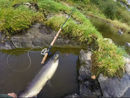 Sion Edwards's 12lb hen fish from the Rectory Mill Stream