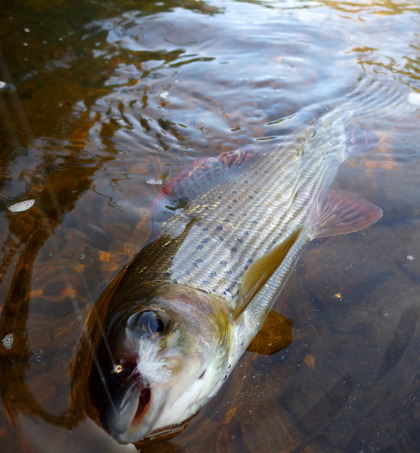 Grayling from the Colonel's Water