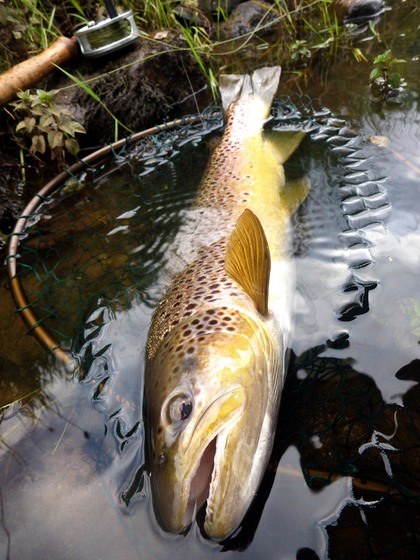 SJ's trout from the Colonel's Water