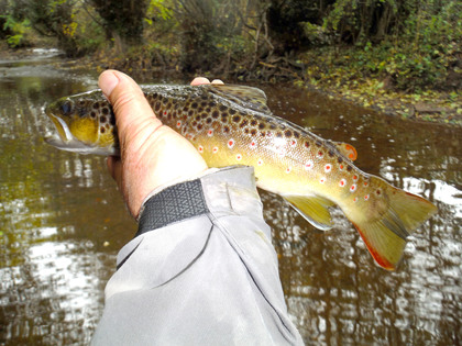 Chanstone Court trout