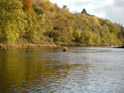 Pool tail for grayling