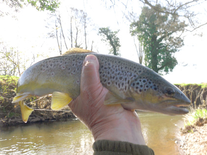 Abbeydore Court trout