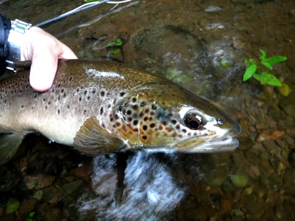 18 inch trout taken on the River Tarrell by CT of Cardiff