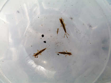 Mayfly nymphs on Bideford Brook - next years fly