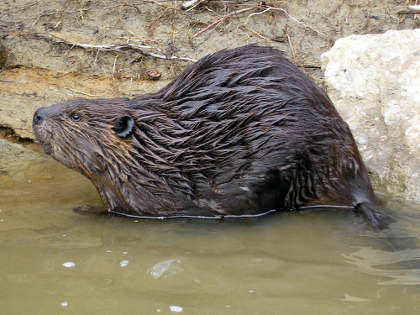 Beaver for the Dean