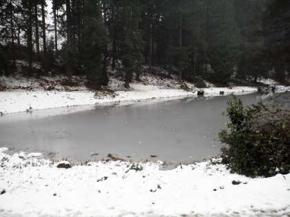 Forest lake in snow and ice