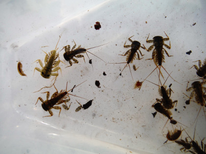 Stone clinger nymphs-heptagenids-and a few shrimps