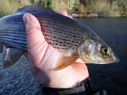 Cold Weather Grayling