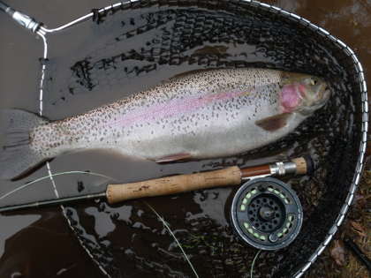 Forest rainbow - fry feeder