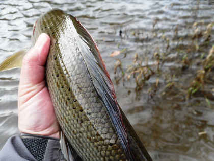 Upper Wye cock Grayling