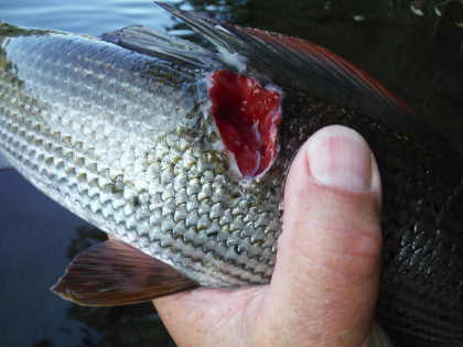 Cormorant damaged Grayling