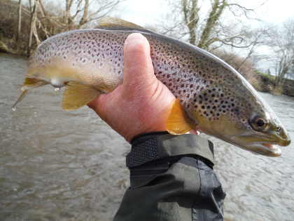 Brecon trout in spring