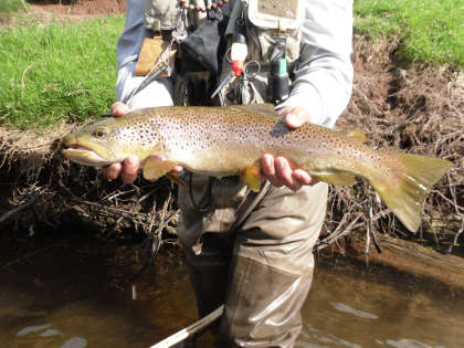 Middle Usk trout