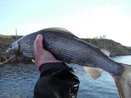 Ithon grayling