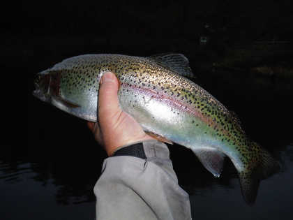 rainbow trout