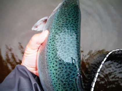 Blue trout