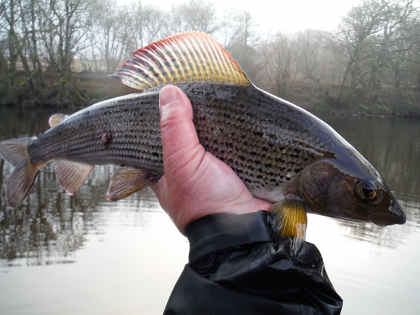 A Craig Llyn grayling