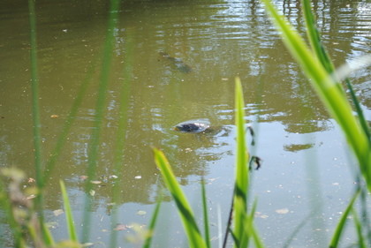 Trelough's carp surface feeding