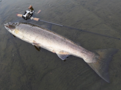 Yoshinori Ishii's 12lb salmon from the Llangoed & Lower Llanstephan on 18th July.