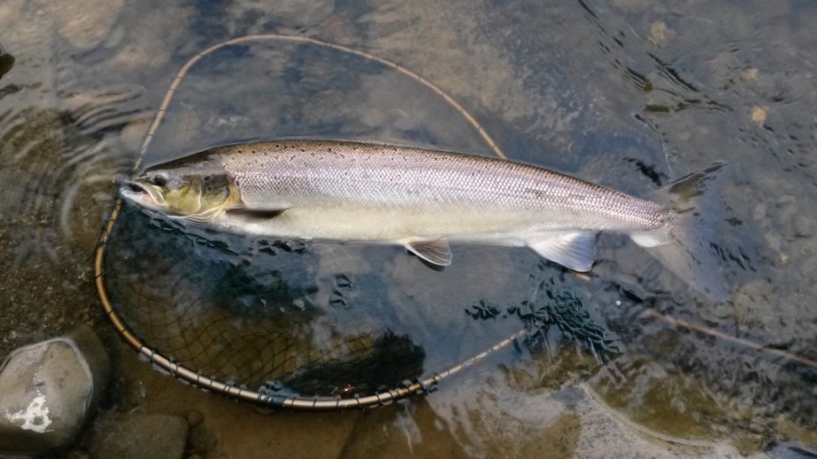 Andrew Kelton's 12lb fish from Ty-Newydd on the 12th July