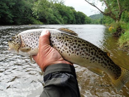 Wye Trout