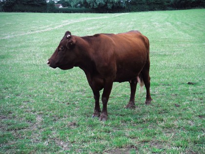 Looks amiable enough. Devon Ruby Red cow belonging to a friend of mine.