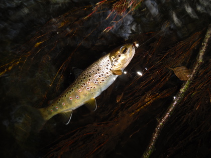 Bideford Trout