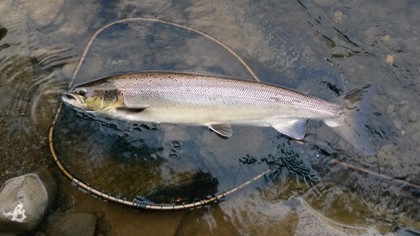 Andrew Kelton's 12 Pounder