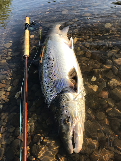 Tim Hughes's fantastic 36:50 inch fish (est. 19lbs) from the Red Lion water on 17th June, which took 80-100yds of line off him.