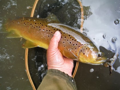 Avon Trout