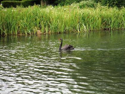 Even chalk stream swans look different