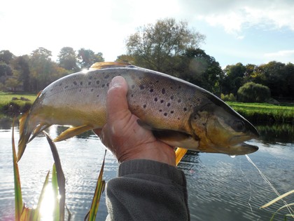 Chalk stream Trout