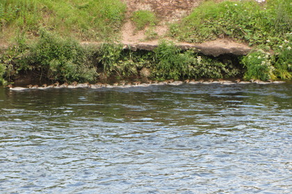 However many young goosanders this year