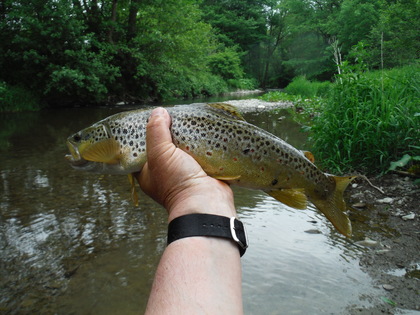 Bucknell Trout