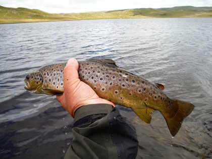 Egnant Trout