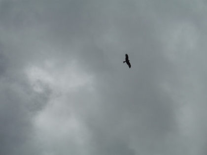 Red kite over Teifi Pools