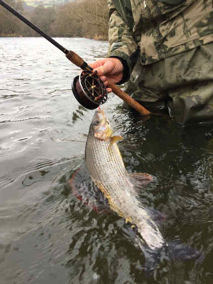 More grayling are showing up in the middle and lower reaches of the Wye