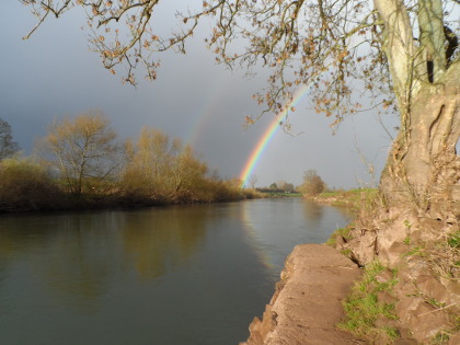 Spring on the Lower Wye