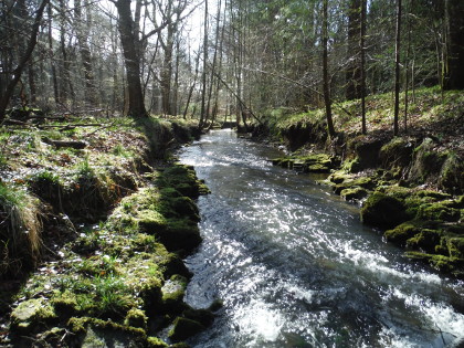 Cannop Brook in Condition