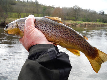 Brecon Olive Feeder