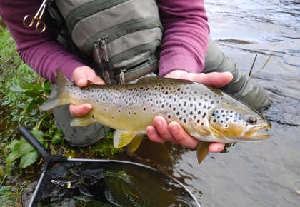 An early season Taff Trout in excellent condition.