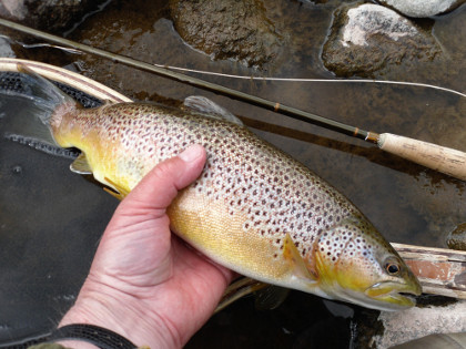 Brecon trout feeding on March Browns